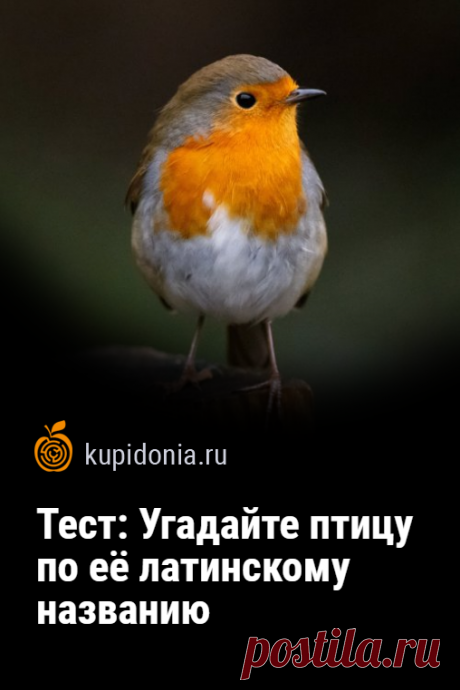 Тест: Угадайте птицу по её латинскому названию. Птицы — одни из самых интересных жителей нашей планеты. У каждой из них есть латинское название, которое отличается от общеупотребимых. Этот состоит из 20 вопросов. Проверьте ваши знания или проявите сообразительность, чтобы ответить правильно на большинство из них.