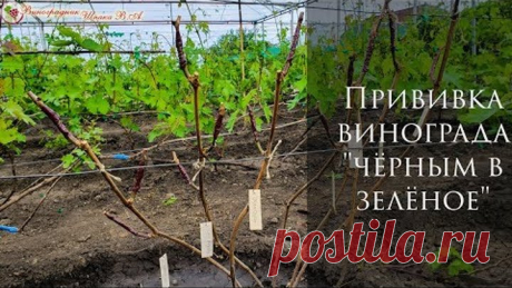 Прививка винограда "чёрным в зелёное"