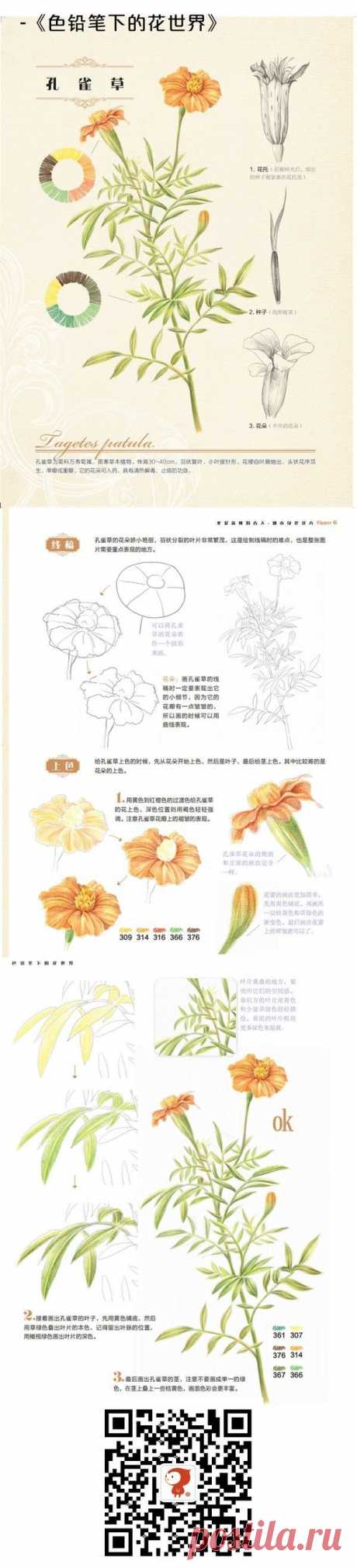 #彩铅#孔雀草@怡大宝采集到哦(25图)_花瓣