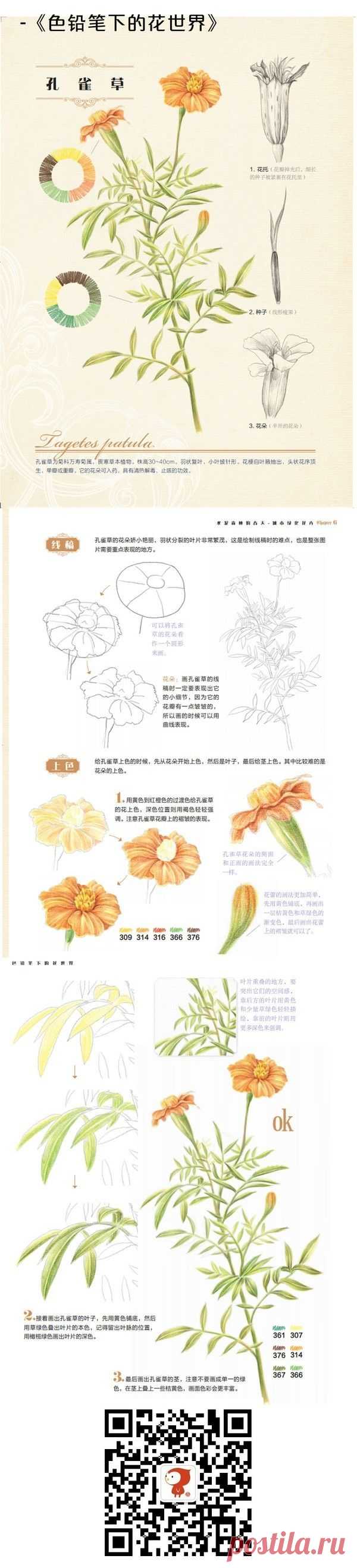#彩铅#孔雀草@怡大宝采集到哦(25图)_花瓣