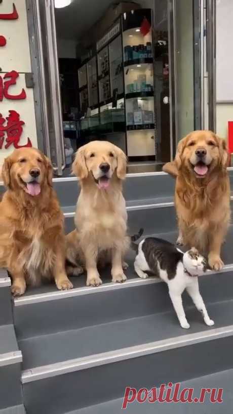 Golden Retrievers and a Cat Pose for Family Portrait❣️