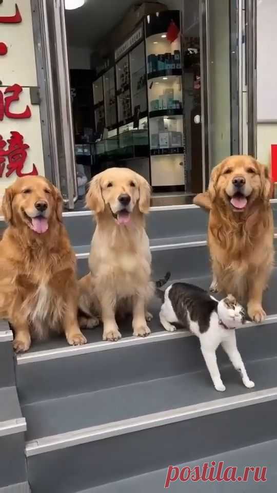 Golden Retrievers and a Cat Pose for Family Portrait❣️