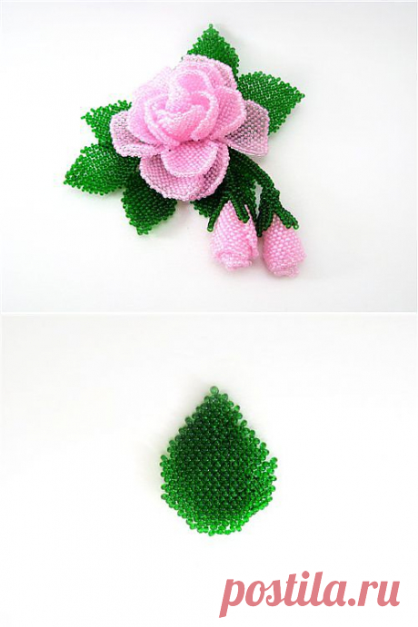 The scheme leaf roses | Laboratory household