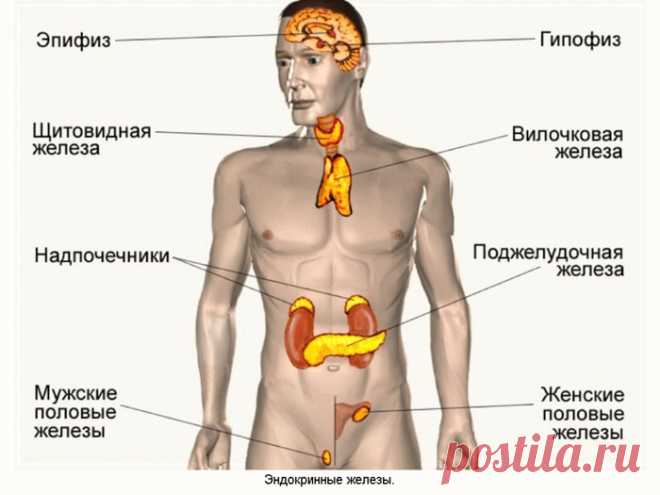 СТАРЕНИЕ НАЧИНАЕТСЯ С ЭНДОКРИННОЙ СИСТЕМЫ.