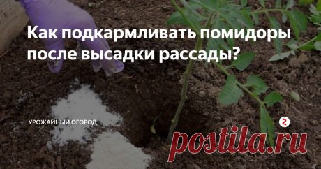 Как подкармливать помидоры после высадки рассады? фото из интернета
Первую подкормку рассаду томатов нужно делать через 10 дней после высадки рассады. Под каждый куст томатов я насыпаю примерно 3 грамма аммиачной селитры. И еще я поливаю помидоры мегапитательным раствором (это я его так называю). Раствор делаю так: в 10 литрах воды растворяю 1 литр навоза и 50 граммов суперфосфата. Под каждый кустик нужно налить примерно по поллитра удобрения.
На