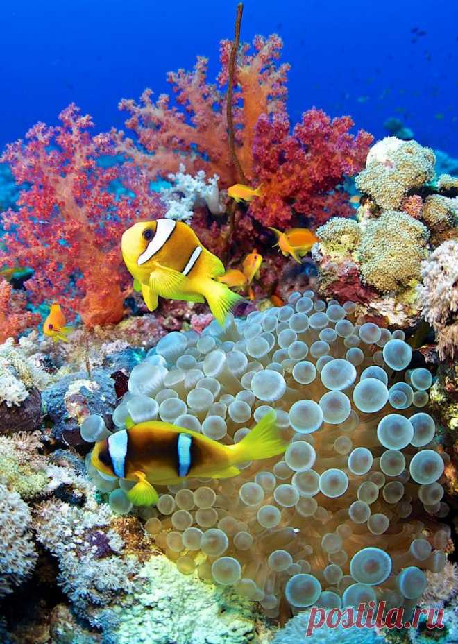 Globefish красное море