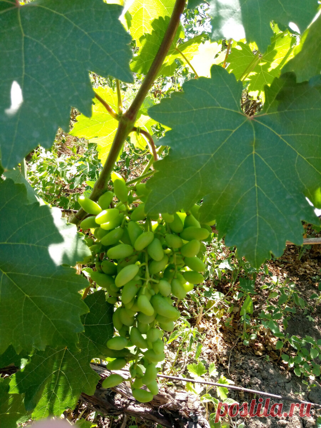 Прореживание листьев винограда.Польза или вред? | Лоза виноградная | Яндекс Дзен