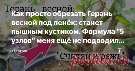Как просто обрезать Герань весной под пенёк: станет пышным кустиком. Формула "5 узлов" меня ещё не подводила 🌸 Если вы хотите видеть герань пышной летом, то сейчас самое время задуматься про обрезку пеларгонии весной. Мысль «Что, прям под пенёк обрезать? Жалко же» - обычно пропадает в первый же сезон после стрижки. Ведь так приятно смотреть на аккуратный пушистый кустик, украшенный яркими зонтиками. Мне тоже было жалко. Я тоже задумывалась: «Так на ней же бутончики вон уж...