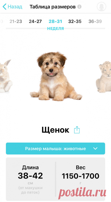 8 фактов про беременность. Часть 2 | Жизнь Вупсеня и Пупсеня | Яндекс Дзен