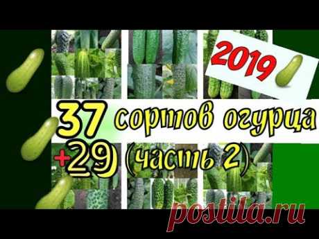 Крутейшие сорта огурцов 2019