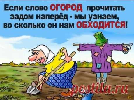 А Вы знали?

#огород #картинки