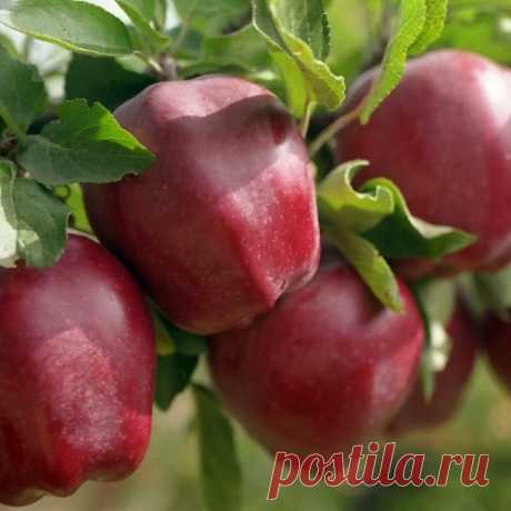 Как правильно ухаживать за яблонями
