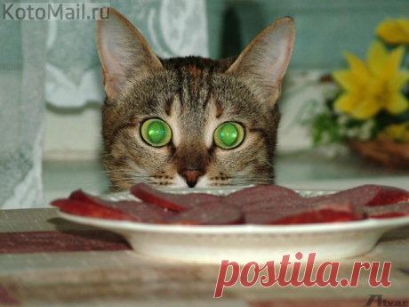 ЕЩЁ КОТЭ | KotoMail.ru