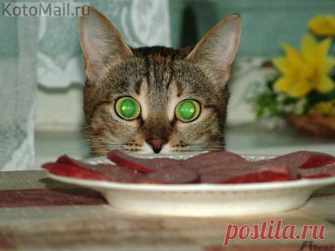 ЕЩЁ КОТЭ | KotoMail.ru