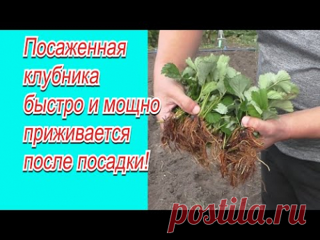 Полейте так клубнику после посадки-  урожай гарантирован!