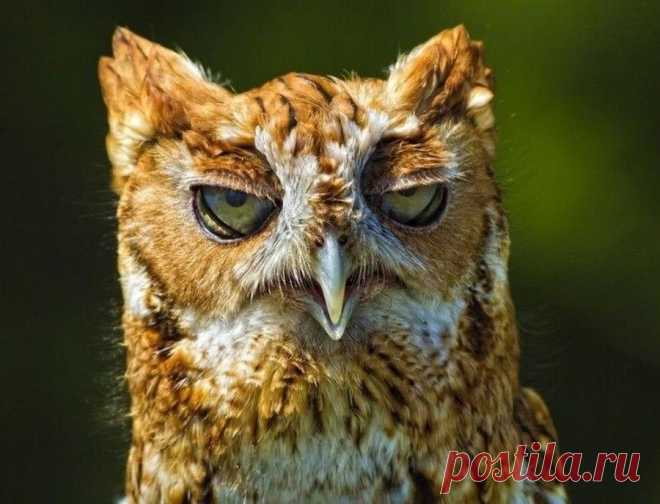 18 фотографий, которыми совы могут гордиться • НОВОСТИ В ФОТОГРАФИЯХ