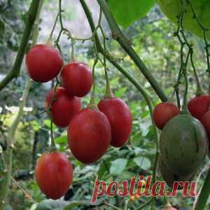 Цифомандра, томатное дерево
