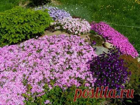 Почвопокровные растения для сада – вырастите красивые «коврики» в своем саду | Огородик у дачи | Пульс Mail.ru