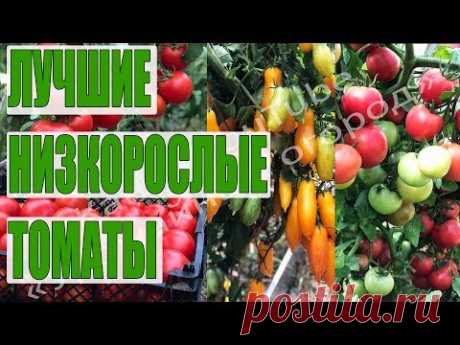 ЛУЧШИЕ ИЗ ЛУЧШИХ!САМЫЕ УРОЖАЙНЫЕ НИЗКОРОСЛЫЕ ТОМАТЫ!!!
