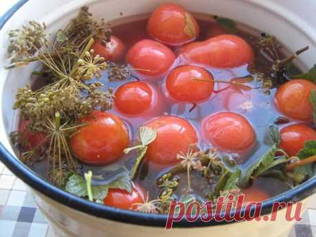 Квашу помидору в кастрюле за три дня. Получаются, как из бочки - и вкус, и вид, и аромат | КУЛИНАРНЫЙ ТЕХНИКУМ | Дзен