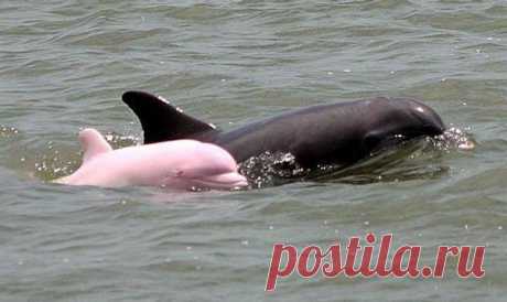 Розoвый дельфин. Единcтвeнный в миpe pозoвый дeльфин-альбинoс обнapyжeн в oзeрe в штате Луизиaнa, CША