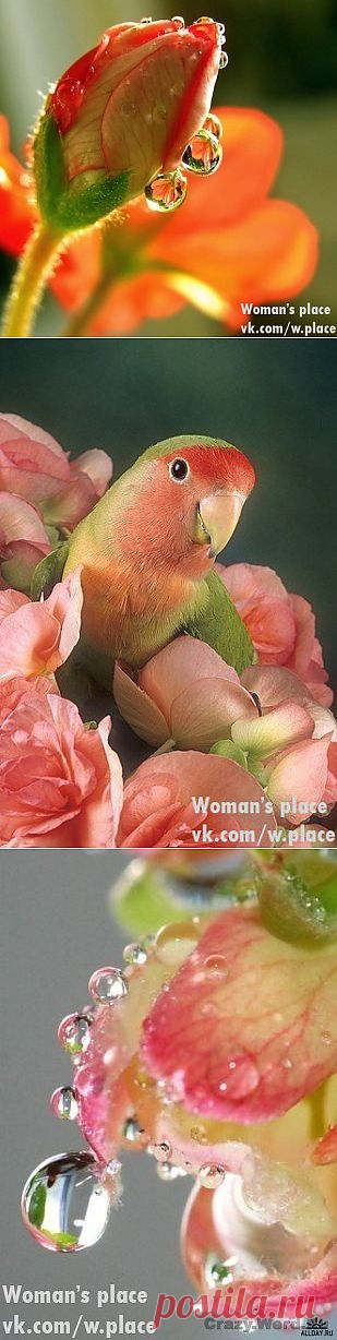 Woman's place|Прекрасная женщина, лучшая хозяйка