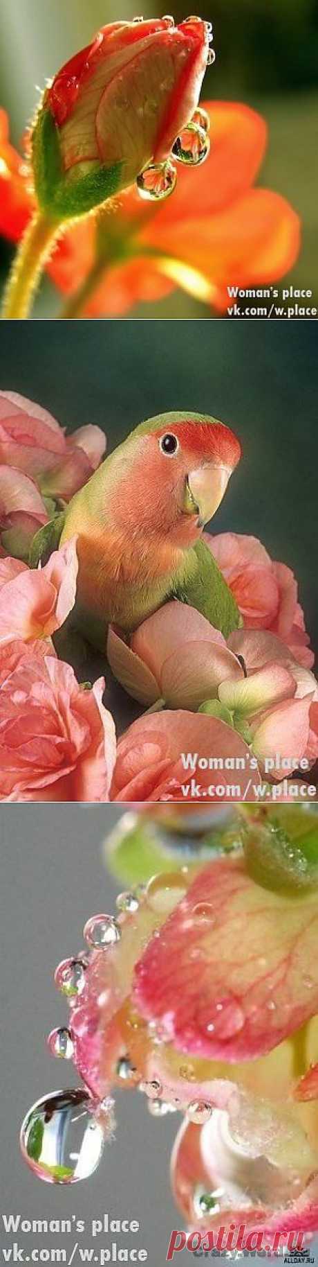 Woman's place|Прекрасная женщина, лучшая хозяйка