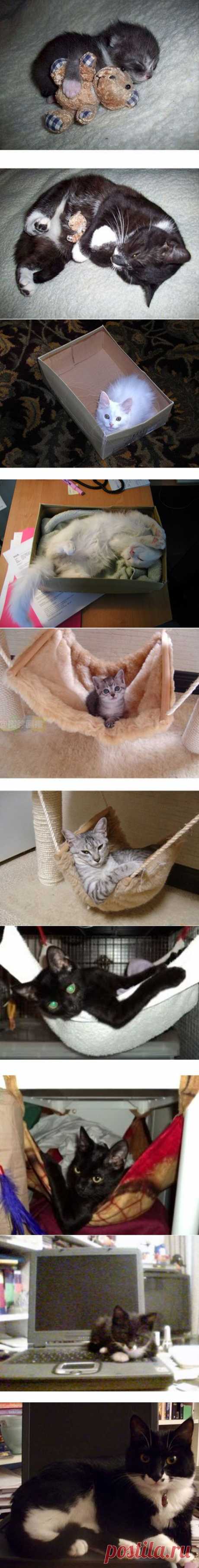 Кошки – тогда и сейчас 1