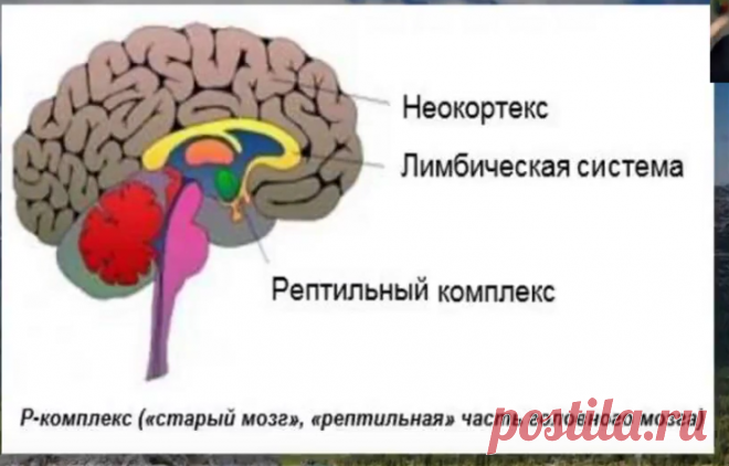 Части мозга неокортекс. Рептильный мозг и неокортекс. Рептильный мозг лимбический мозг и неокортекс. Рептильный мозг неокортекс