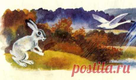 Перышко зайчик, Метель и рыжий лисёнок Цыферов рассказ с иллюстрациями