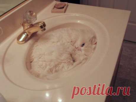 Немного спящих котов