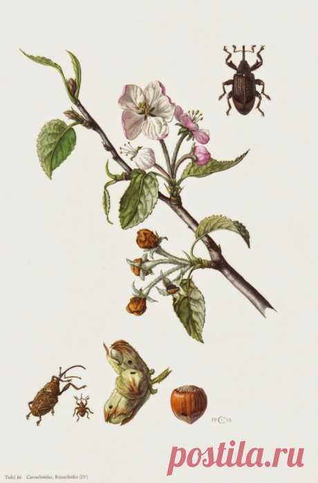 Яблонный цветоед (Anthonomus pomorum) - Садоводка