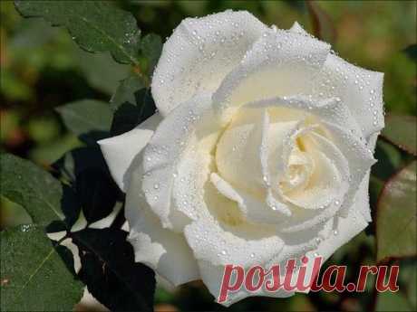 цитата ТАМАРА_КАКУРИНА : *ЦВЕТЫ - РАДОСТЬ ЖИЗНИ* (09:34 22-06-2014) [5227673/328537564] - formus53@mail.ru -