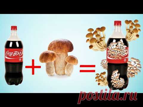 БУТЫЛКА + ГРИБНЫЕ ОТХОДЫ, объедините их, и вы будете поражены, набор сортов, выращивание грибов,