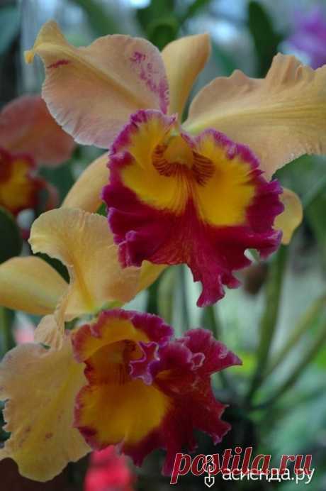 Для любителей орхидей.: Группа Комнатные растения