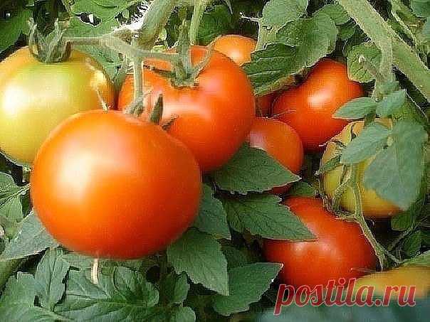 ФУРАЦИЛИН ОТ ФИТОФТОРЫ! | 6 соток