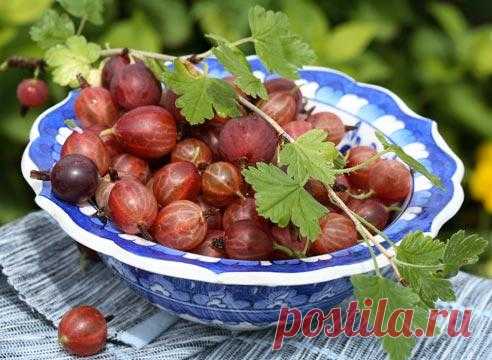 КАК СОБРАТЬ 10–15 КГ КРЫЖОВНИКА С ОДНОГО КУСТА