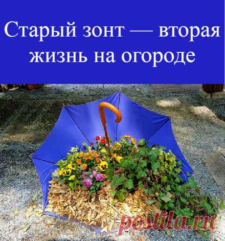 Старый зонт — вторая жизнь на огороде