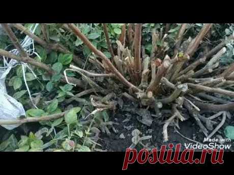 Крупнолистная  гортензия:Раскрытие весной и косметическая обрезка 2019г.