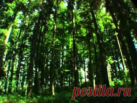Звуки природы. Живой лес - YouTube