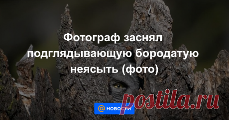 Фотограф заснял подглядывающую бородатую неясыть (фото) Увидеть гнездо этой птицы удается редко.