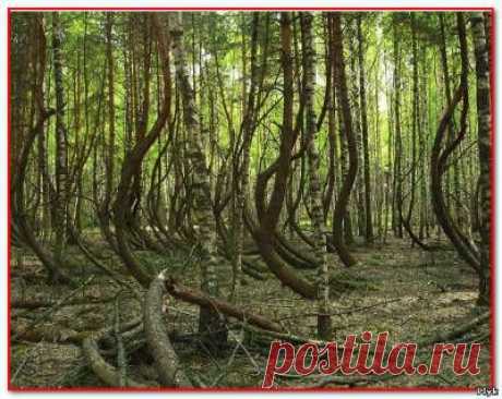 Пьяный лес под Рязанью | Аномальные зоны | Плюк - Блог о паранормальном и мистическом - Ку!