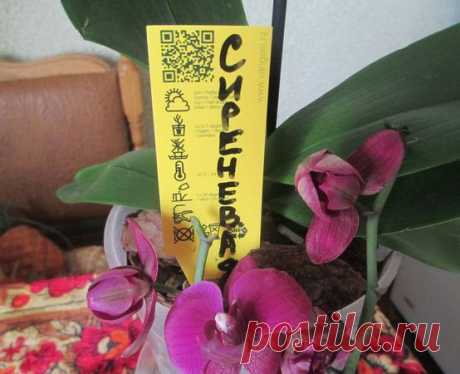 Уцененные цветы: как спасти орхидею без корней.