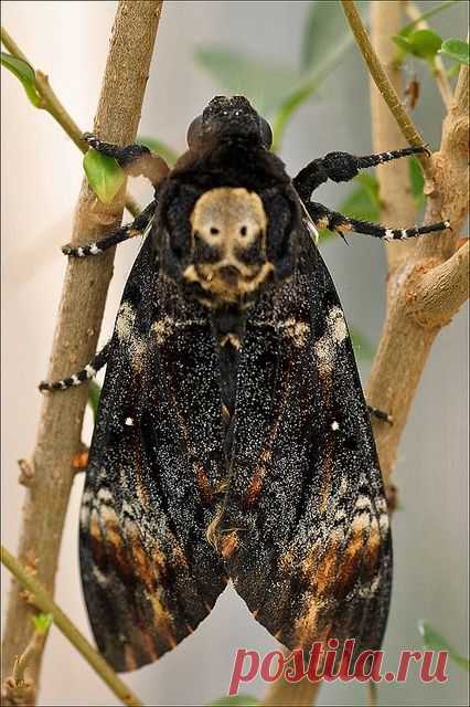 Death’s-head hawkmoth [Explored] by Foto Martien, via Flickr,  
flickr от Foto Martien  |  Найдено на сайте flickr.com.