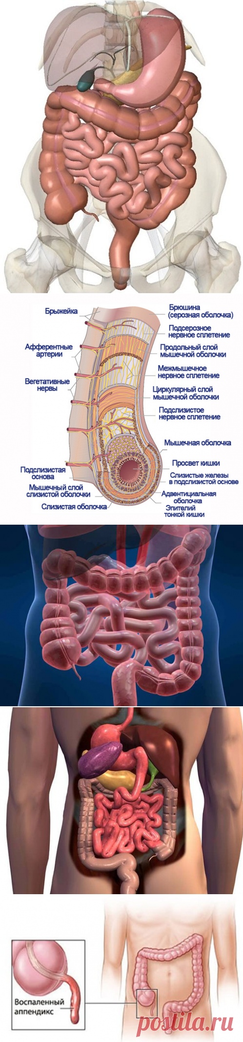 Кишечник человека схема