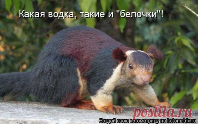 Смешные котоматрицы.