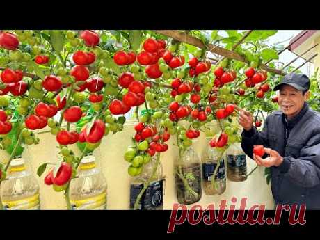 Выращивание помидоров таким способом дает много фруктов и не требует полива.