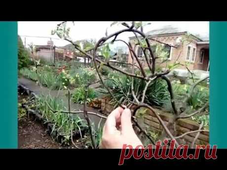 Как формировать молодое дерево без обрезки.