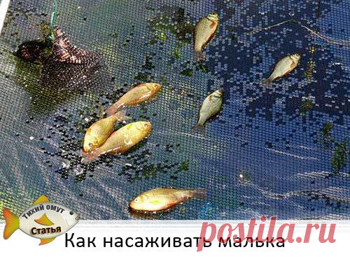Как насаживать малька | НА РЫБАЛКУ !!!!