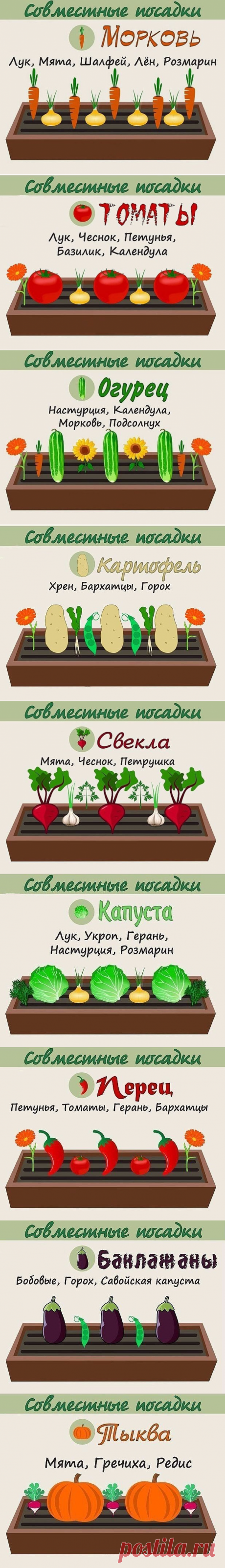 590d15994715b969548a8ac3a4835536.png (616×4290)